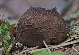 Attēlu rezultāti vaicājumam “Sarcosoma globosum”