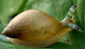 Attēlu rezultāti vaicājumam “Leucochloridium paradoxum”