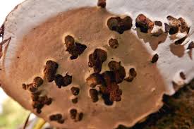 Attēlu rezultāti vaicājumam “Agathomyia wankowiczii”