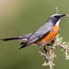 Image result for Irania gutturalis