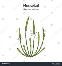 Attēlu rezultāti vaicājumam “Myosurus minimus”