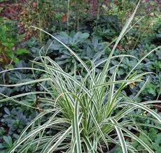 Attēlu rezultāti vaicājumam “Carex x bakkeriana”