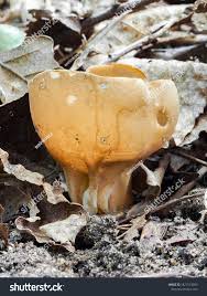 Attēlu rezultāti vaicājumam “Helvella acetabulum”