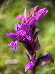 Attēlu rezultāti vaicājumam “Geocrypta galii”