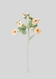Attēlu rezultāti vaicājumam “Ranunculus mendax flower”