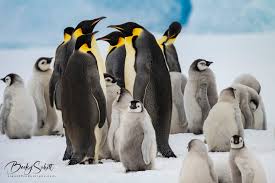 Image result for penguin