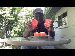 Afbeeldingsresultaat voor kosmonaut volkov 68D tomato