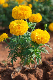 Attēlu rezultāti vaicājumam “Tagetes leaf”