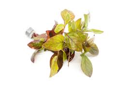 Attēlu rezultāti vaicājumam “Oenothera rubricauli leaf”