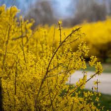 Attēlu rezultāti vaicājumam “Forsythia viridissima flower”