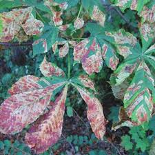 Attēlu rezultāti vaicājumam “Cameraria ohridella”