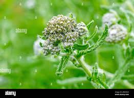Attēlu rezultāti vaicājumam “Achillea millefolium bud”