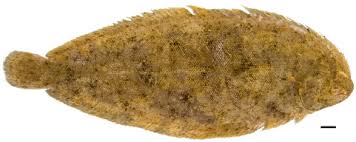 Image result for Solea solea