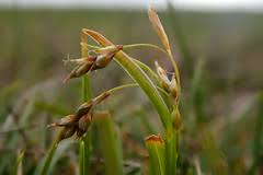 Attēlu rezultāti vaicājumam “Carex capillaris”