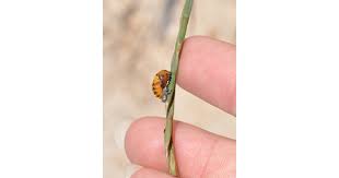 Attēlu rezultāti vaicājumam “Scardia boletella pupa”