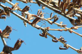 Attēlu rezultāti vaicājumam “Cercidiphyllum japonicum fruit”