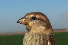 Attēlu rezultāti vaicājumam “Sylvia communis”