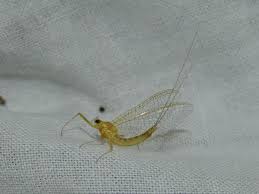 Attēlu rezultāti vaicājumam “Heptagenia sulphurea”