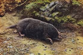 Attēlu rezultāti vaicājumam “Talpa europaea”