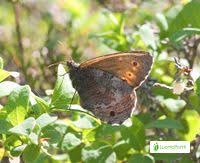 Attēlu rezultāti vaicājumam “Oeneis jutta underside”