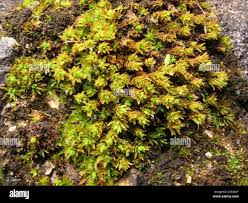 Attēlu rezultāti vaicājumam “Encalypta streptocarpa”