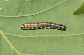 Attēlu rezultāti vaicājumam “Orthosia sp. larva”