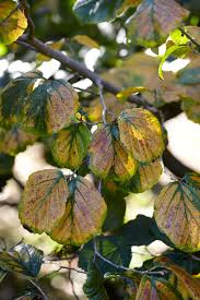 Attēlu rezultāti vaicājumam “Hamamelis japonica leaf”