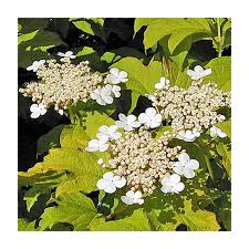 Attēlu rezultāti vaicājumam “Viburnum opulus leaf”