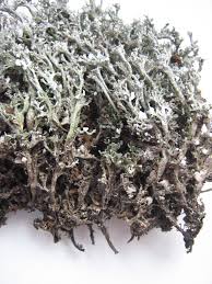 Attēlu rezultāti vaicājumam “Cladonia phyllophora”
