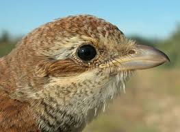 Attēlu rezultāti vaicājumam “Lanius collurio juvenile”