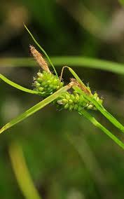 Attēlu rezultāti vaicājumam “Carex pallescens”