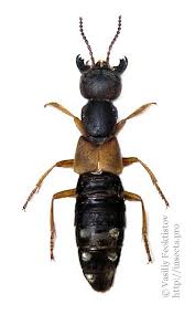 Attēlu rezultāti vaicājumam “Staphylinus erythropterus”