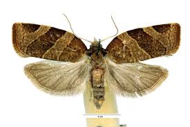 Attēlu rezultāti vaicājumam “Pandemis cinnamomeana female”