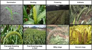 Attēlu rezultāti vaicājumam “Setaria viridis fruit”