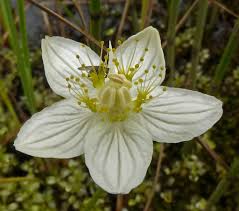 Attēlu rezultāti vaicājumam “Parnassia palustris bud”