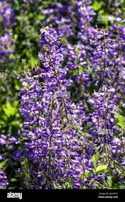 Attēlu rezultāti vaicājumam “Galega orientalis bud”