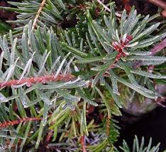 Attēlu rezultāti vaicājumam “Abies mariesii”