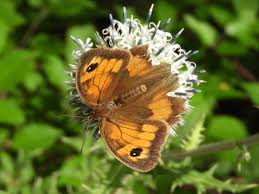 Attēlu rezultāti vaicājumam “Maniola jurtina”