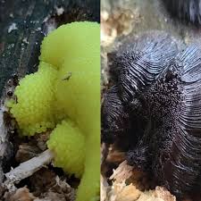 Attēlu rezultāti vaicājumam “Stemonitis flavogenita”