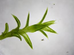 Attēlu rezultāti vaicājumam “Ceratodon purpureus”