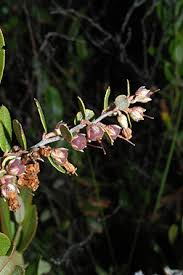 Attēlu rezultāti vaicājumam “Chamaedaphne calyculata”