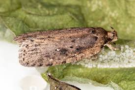 Attēlu rezultāti vaicājumam “Agonopterix ciliella imago”