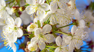 Attēlu rezultāti vaicājumam “Cerasus flower”