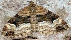 Attēlu rezultāti vaicājumam “Xanthorhoe biriviata”