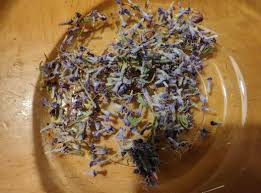 Attēlu rezultāti vaicājumam “Knautia arvensis fruit”