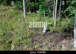 Attēlu rezultāti vaicājumam “Caprimulgus europaeus nest”