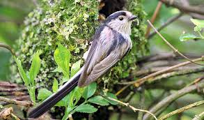 Attēlu rezultāti vaicājumam “Aegithalos caudatus”