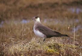 Attēlu rezultāti vaicājumam “Stercorarius parasiticus”