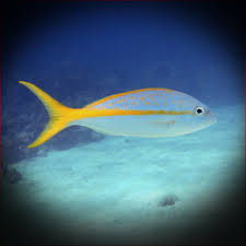 Image result for Ocyurus chrysurus