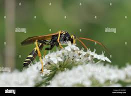 Attēlu rezultāti vaicājumam “Diphyus latebricola”